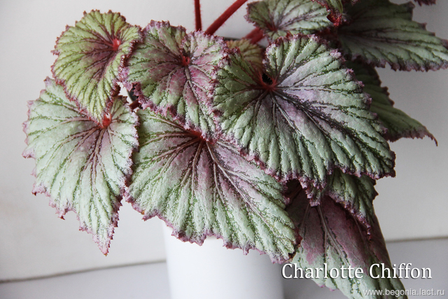 B. ‘Charlotte Chiffon’